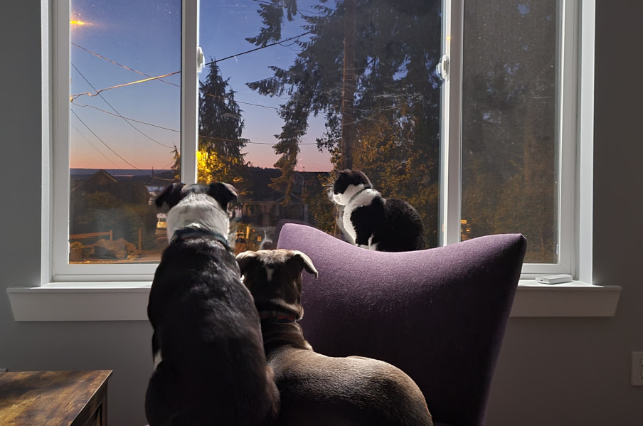 Two dogs and a cat sitting in a chair looking out the window at a sunet