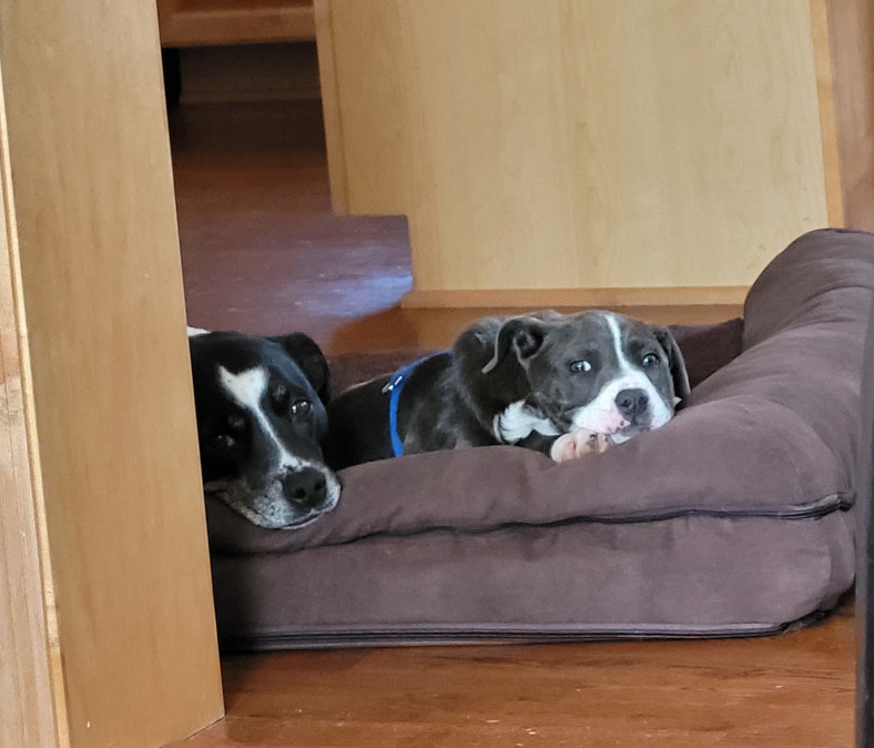 two dogs, an older dog and a weeks old puppy, lying on a bed together.