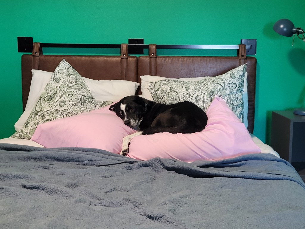 A black and white dog laying on a pile of pink pillows in a bed